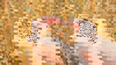 Grain and Oilseed Processing