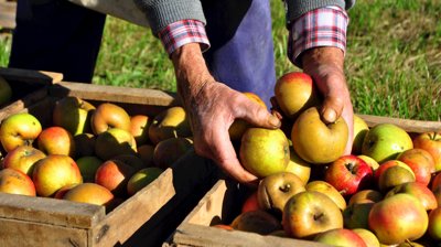 Fruits, Vegetables, Juices and Wines