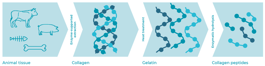 Enzymes for Extraction of Collagen - AB Enzymes